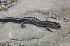 Plethodon wehrlei