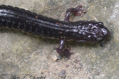 Plethodon wehrlei