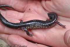 Plethodon wehrlei
