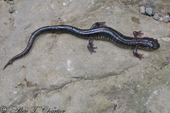 Plethodon wehrlei