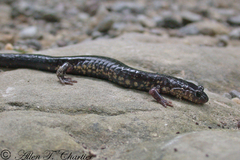 Plethodon wehrlei