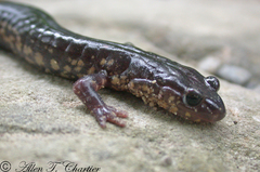 Plethodon wehrlei