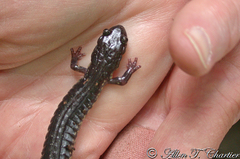 Plethodon wehrlei