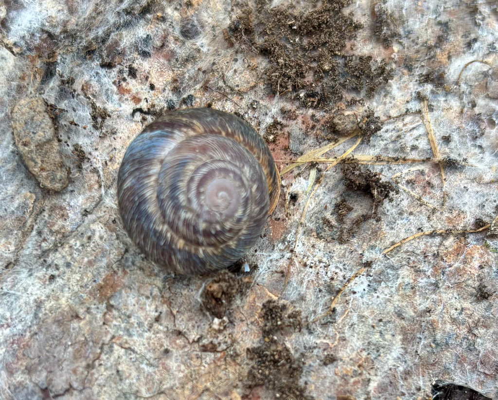 Hemicycla vermiplicata