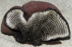 Daldinia concentrica