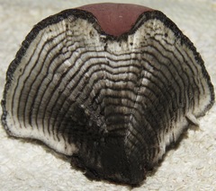 Daldinia concentrica