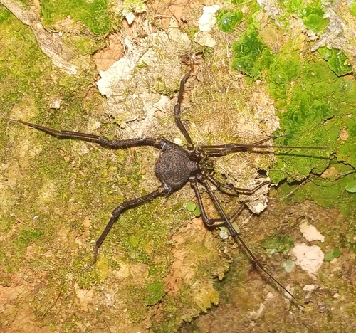 daddy longlegs