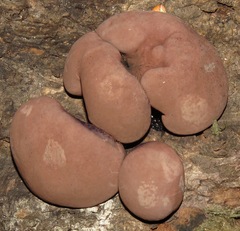 Daldinia concentrica