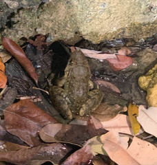 Limnonectes blythii