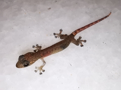 Hemiphyllodactylus typus