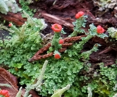 Cladonia didyma