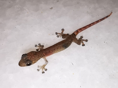 Hemiphyllodactylus typus