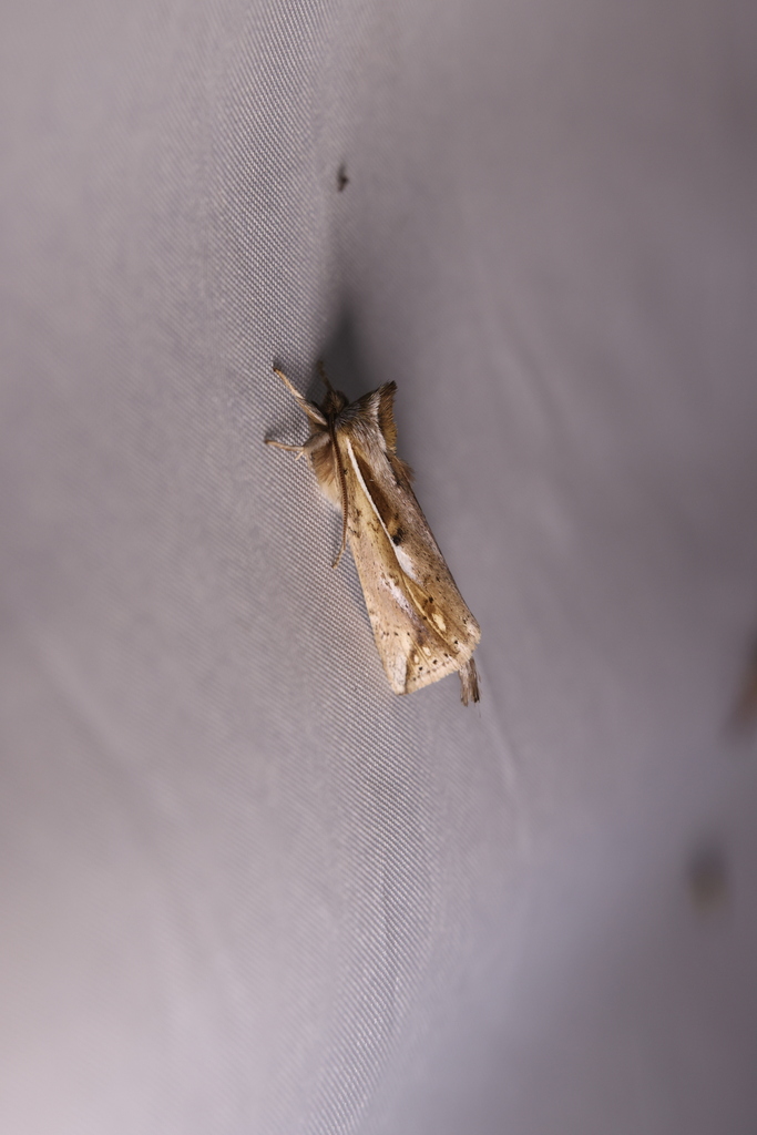 Ogulina