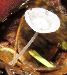 Gloiocephala
