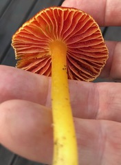 Hygrocybe occidentalis
