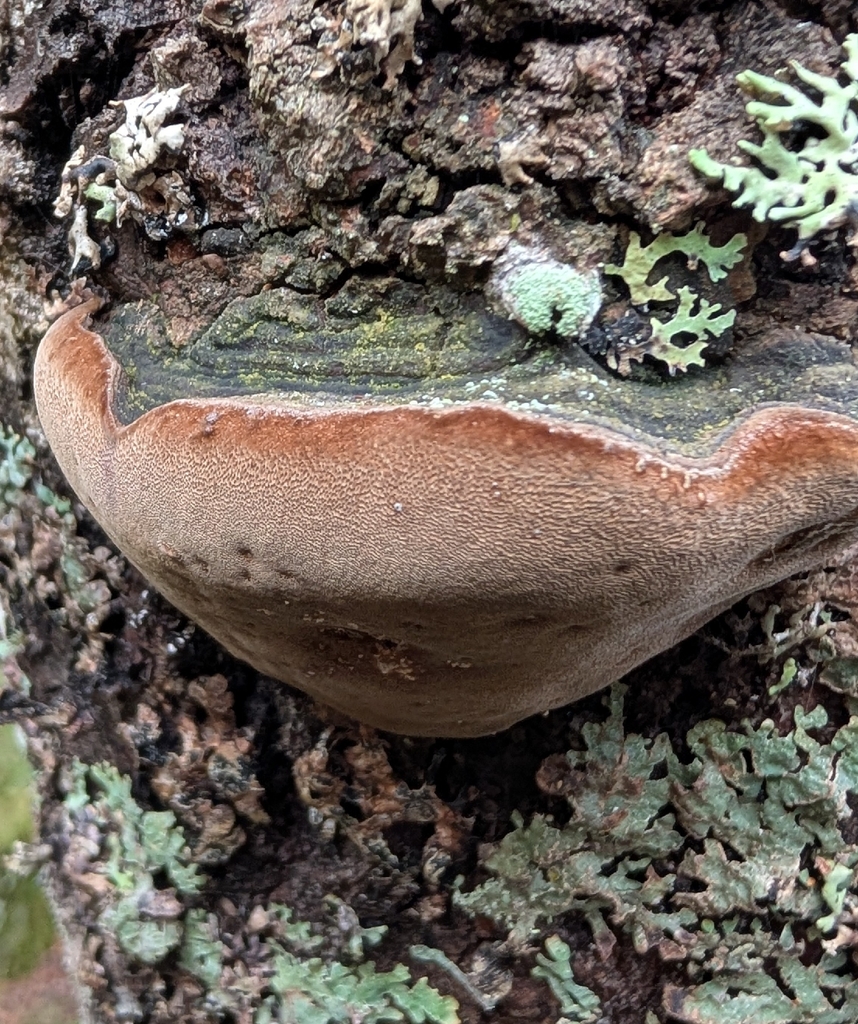 Phellinus nigricans · December 2025 · photo: © wiljame (iNaturalist, cc-by)