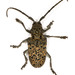 Figtree Longhorn - Photo (c) fubr, some rights reserved (CC BY-NC-ND), uploaded by fubr