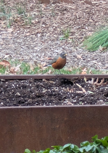 American Robin