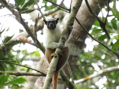 Saguinus bicolor