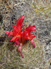 Matucana haynii
