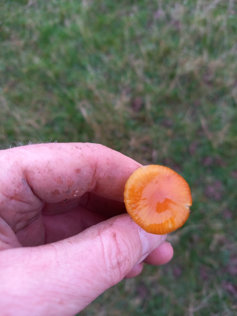 Hygrocybe glutinipes · November 2025 · photo: © betony13 (iNaturalist, cc-by)
