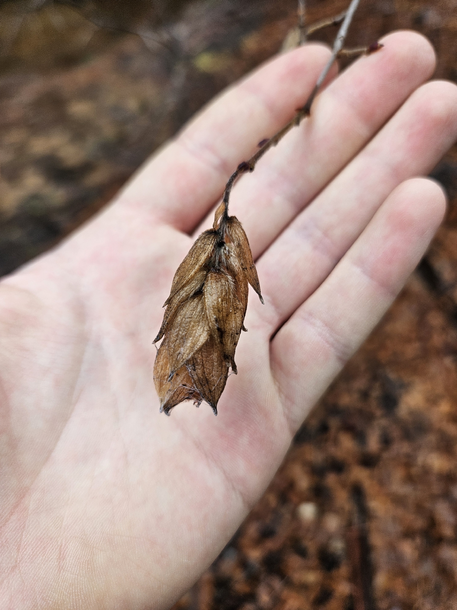 Knowlton's Hophornbeam (Ostrya knowltonii)