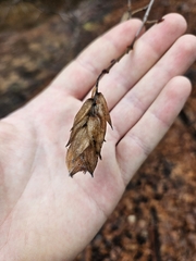 Ostrya knowltonii, photograph author not stated, no rights reserved