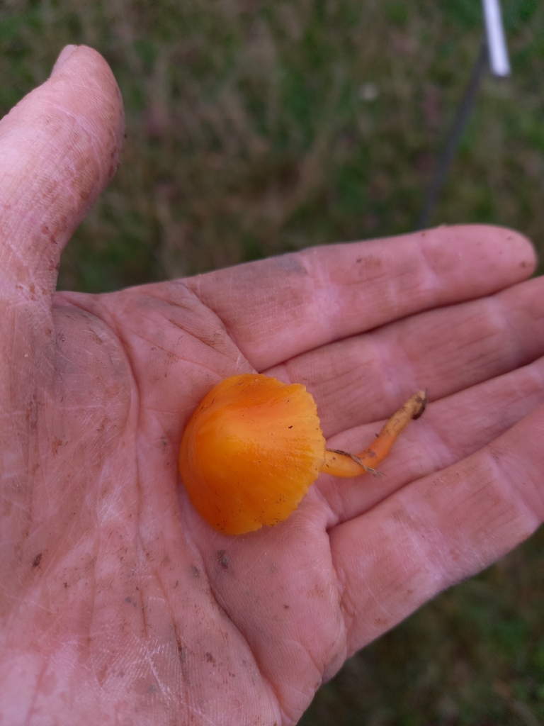Hygrocybe insipida · November 2025 · photo: © betony13 (iNaturalist, cc-by)