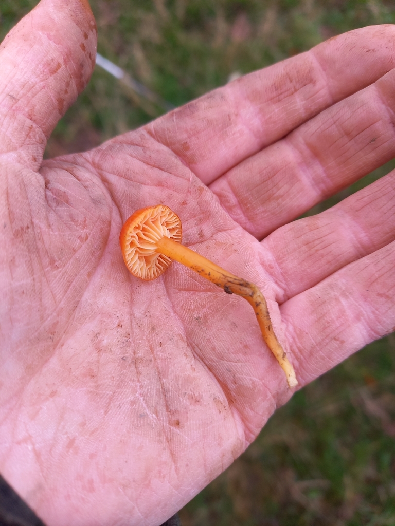Hygrocybe insipida · November 2025 · photo: © betony13 (iNaturalist, cc-by)