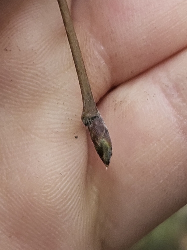 Ostrya knowltonii, photograph 3