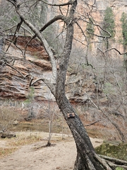 author not stated, no rights reserved Ostrya knowltonii, photograph author not stated, no rights reserved