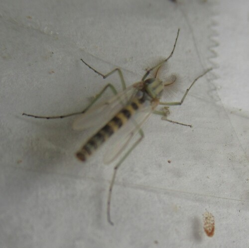 Unknown species found near 5365 CR 326, Lexington, Lee Co, TX, USA