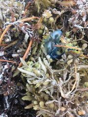 Jellyella tuberculata