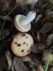 Russula maculata