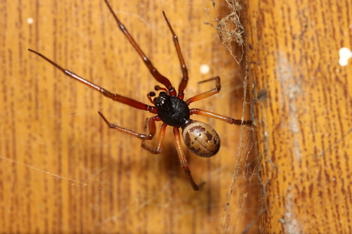 Noble Fettspinne