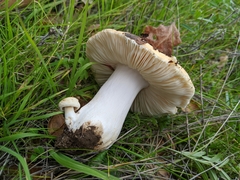 Russula maculata