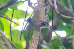 Thamnophilus schistaceus