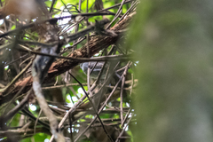 Thamnophilus schistaceus