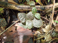 Fittonia albivenis