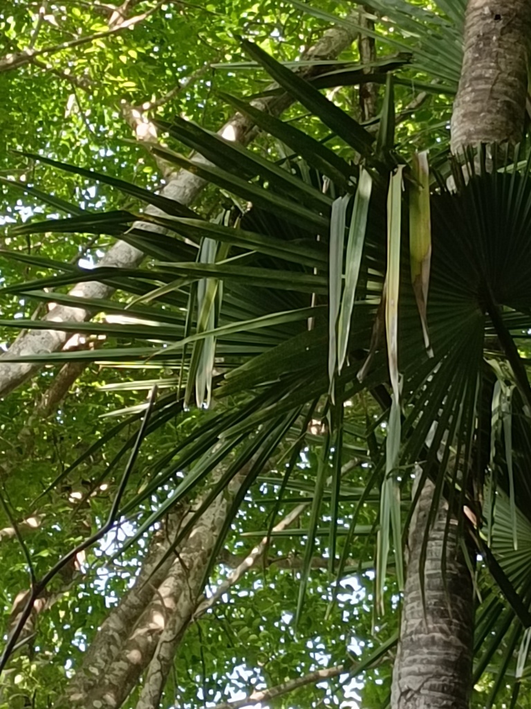 buri palm (Corypha utan)