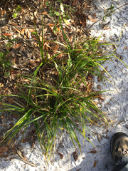 Rhynchospora megalocarpa