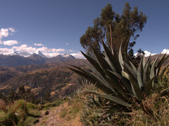 Agave cordillerensis