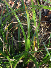 Rhynchospora megalocarpa