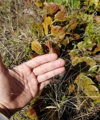 Eragrostis elliottii