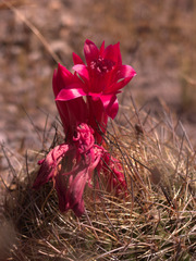 Matucana haynii