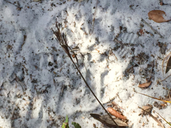 Rhynchospora megalocarpa