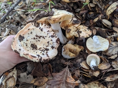 Russula maculata