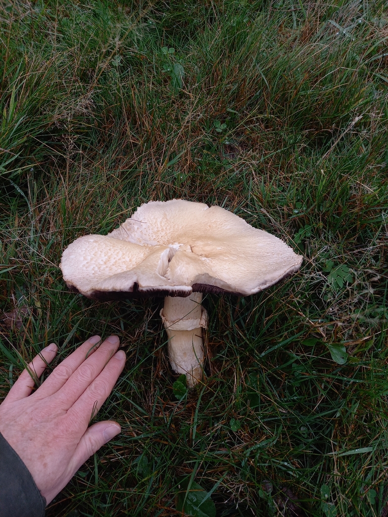 Agaricus arvensis · November 2025 · photo: © betony13 (iNaturalist, cc-by)