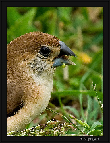 Indian Silverbill