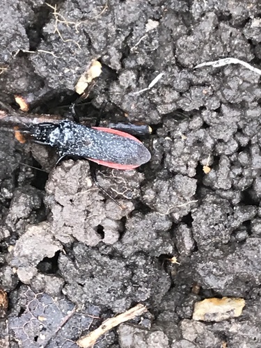 iNaturalist observation photo of True Bugs
